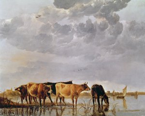 Cows in a River